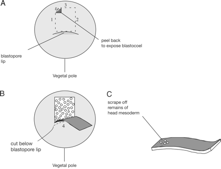 Isolating And Culturing Xenopus Embryos For Stem Cell Research